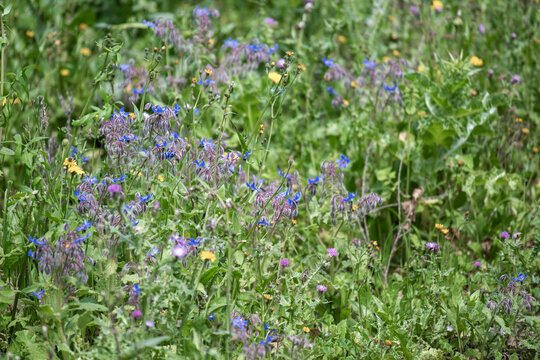 Bourache officinale au printemps