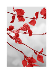 A painting made of beautiful, red leaves. Decorative petals picture. © Vidal