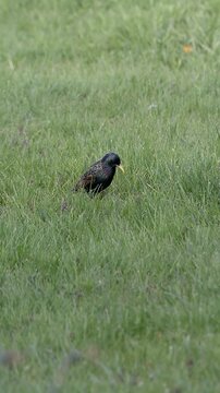 Etourneaux Sansonnet d&eacute;niche insectes et larves sous le sol