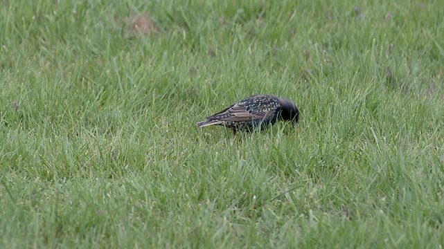 Etourneaux Sansonnet d&eacute;niche insectes et larves sous le sol