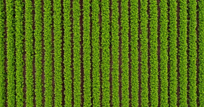 Aerial top down view of green lettuce field plantation