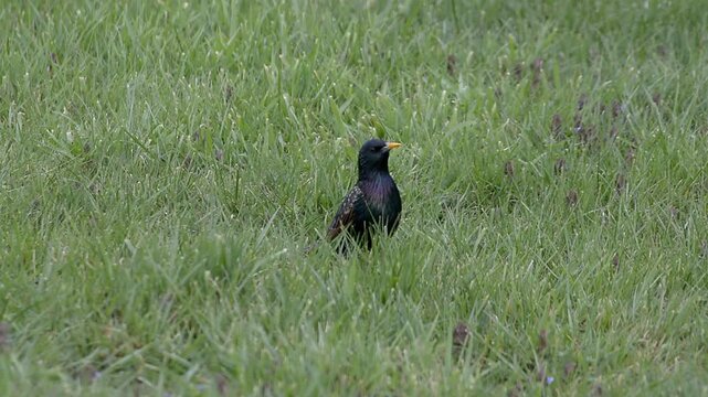 Etourneaux Sansonnet d&eacute;niche insectes et larves sous le sol