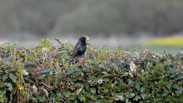 Etourneaux Sansonnet d&eacute;niche insectes et larves sous le sol