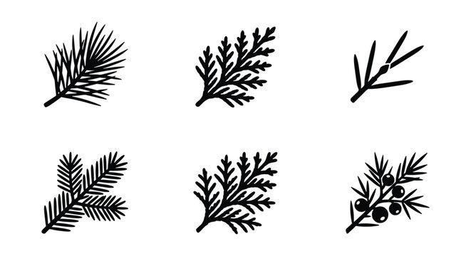 Vintage evergreen branch icons, set of 6 conifer leaf silhouettes, black pine and spruce twig vector illustrations for winter holiday design