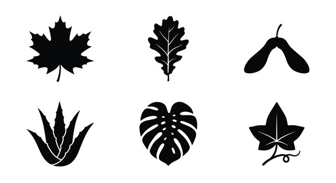 Black leaf silhouette icons set, botanical foliage vector collection of 6 elements, maple oak monstera and ivy leaves for nature branding