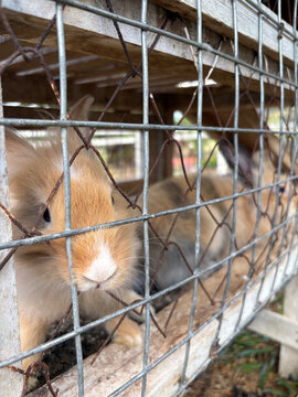 Cute rabbits inside a cage at a small farm, close-up portrait with soft natural light, adorable pet animals, countryside lifestyle and animal care concept.