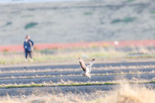 コミミズク, フクロウ科, 夕暮れに農耕地で餌のネズミかモグラを探して飛翔している。 背景に菜の花（からし菜）の群生。 望遠レンズを構えたカメラマンが並んでいる。 大久保農耕地埼玉県さいたま市 - 2026 
（英名学名：Short-eard Owl, Asio flammeus） 