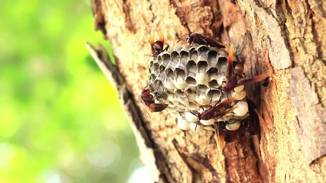 Worker wasps are feeding the larvae and cleaning the nest.