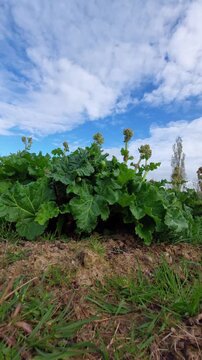 rhubarbe fleurie
