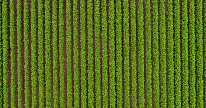 Aerial top-down view flying over green agricultural rows