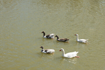 Fototapeta premium Geese swimming together in still river water