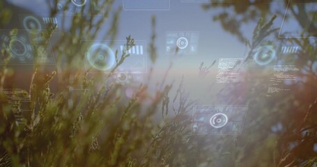 Naklejka premium Swaying tall meadow grasses and seed heads forming layers at sunrise, with translucent HUD elements