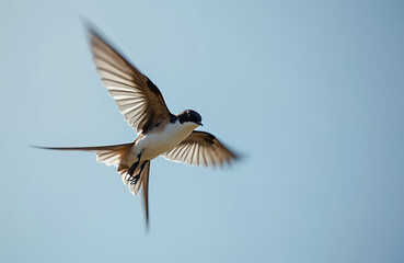 Obraz premium swift bird with outstretched wings flies against clear blue sky. Bird in mid flight shows detailed feathers and forked tail. Wildlife creature soars gracefully in open air during daytime.