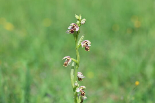 Detailed view of Mediterranean Bee Orchid Ophrys umbilicata wildflowers in a sunlit green meadow