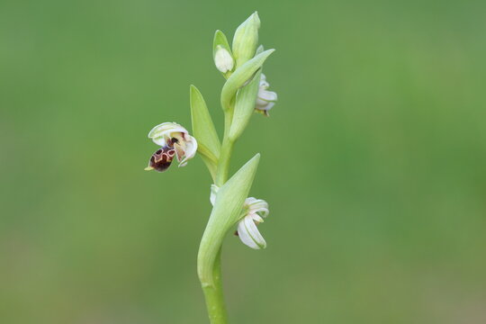 Rare Attica Bee Orchid (Ophrys Attica) with Green Sepals in Natural Habitat