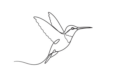 Hummingbird line art drawing with detailed wings and beak, isolated on a clean white background featuring bird, sketch, illustration with wildlife © skakter24