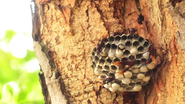 Macro Close Up of Wasps Feeding Multiple Larvae Inside Nest Active Colony Behavior