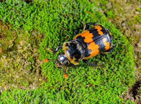 Carrion beetle Nicrophorus antennatus on a background