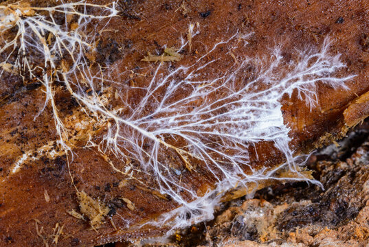 White mycelium and fungal hyphae on decaying wood of an old tree