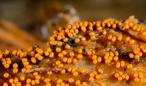 Reproduction of slime molds (Myxomycota) Trichia decipiens on decaying wood