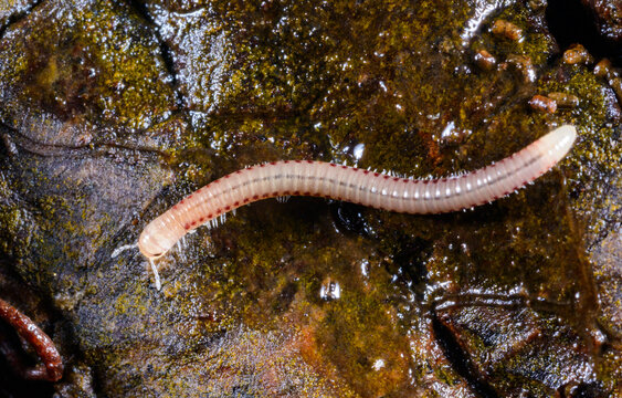 Small millipede Blaniulus guttulatus on soil beneath decaying wood