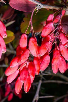 Red fruits of ornamental barberry (Berberis spp.) on a bush in a garden