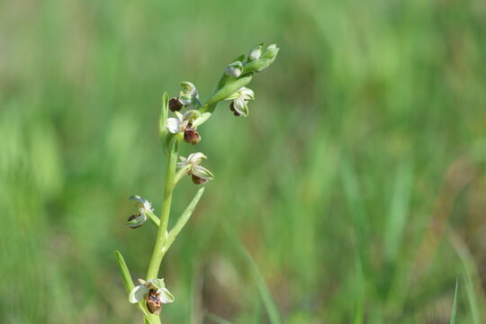 Close up of Ophrys morio orchid in the field in spring