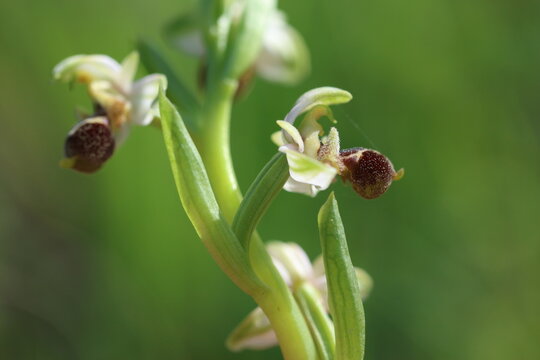 Close up of Ophrys morio orchid in the field in spring