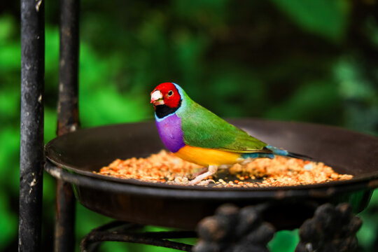 Colorful Erythrura gouldiae bird feeding in garden with seeds on plate in natural setting during the day