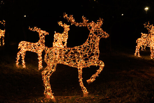 Light display of reindeer decorations in a park during the holiday season at night