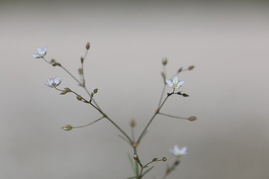 Delicate White Grass-Leaved Stitchwort Stellaria Graminea Wildflower Blooming in spring