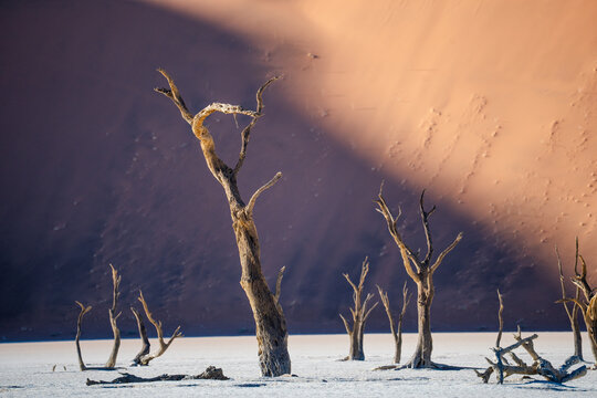 View of sun-baked skeletons of ancient trees clawing at the sky against the backdrop of towering dunes in the desert, Sossusvlei, Namibia.