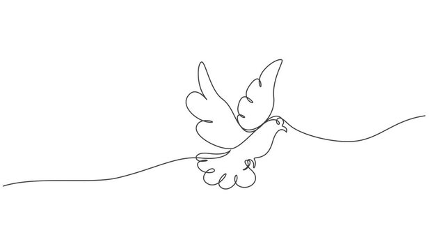 Continuous one line drawing of flying dove. Peace and Hope, Animal nature collection. Video lines art animation. Full length one line animation. 4K