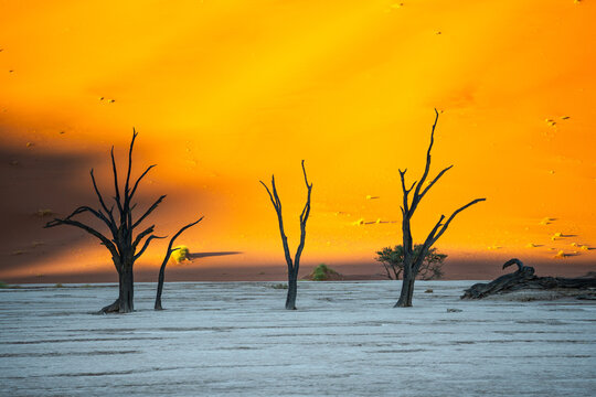 View of stark, skeletal trees puncturing the cracked earth under a fiery, orange sky in the Namib Desert, a surreal landscape, Sossusvlei, Hardap Region, Namibia.