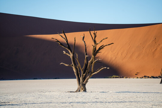 View of a stark, skeletal tree rising from the cracked earth against a backdrop of towering, sun-drenched dunes, casting long shadows, Sossusvlei, Hardap Region, Namibia.