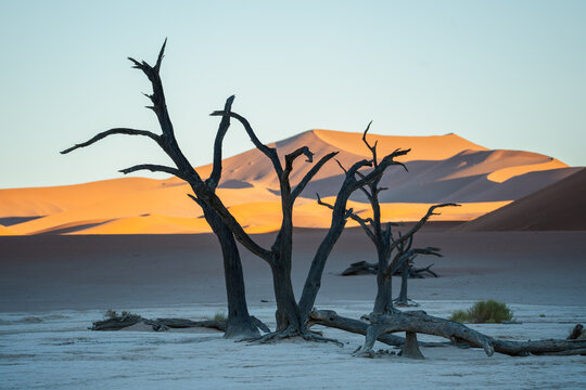 View of stark, skeletal trees clawing at the sky against the backdrop of towering, sun-kissed dunes, contrasting textures in the desert, Sossusvlei, Hardap Region, Namibia.
