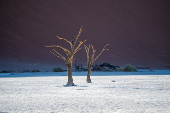 View of sun-scorched trees stand stark against the backdrop of a deep red dune in the vast, cracked landscape, Sossusvlei, Namibia.