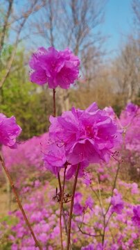 Vibrant pink azaleas swaying gently in slow motion, captured in high quality vertical 4k.