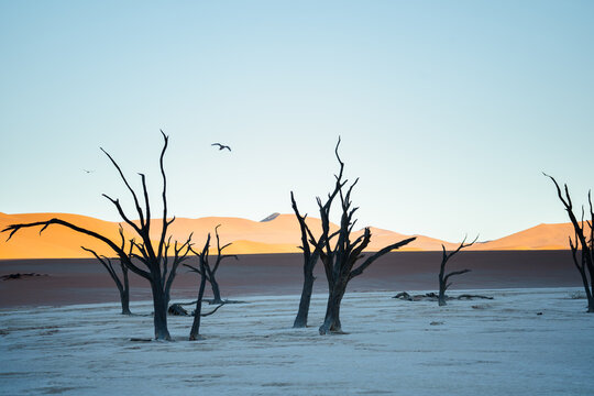 View of stark, skeletal trees claw at the pastel sky above the bleached earth, shadowed by the silent, sun-baked dunes, Namibia, Namibia.