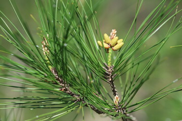 Fototapeta premium Male Pollen Cones and Needles of Turkish Pine Tree Pinus Brutia in Spring