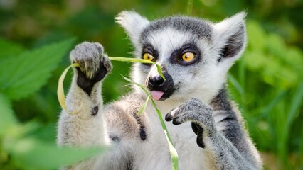 Green and White Funny Racoon Meme Desktop Wallpaper  © Manvendra