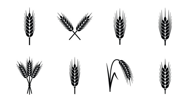 Wheat ear icons set, black cereal grain silhouettes, organic agriculture barley and rye stalks, 8 vector elements for bakery logo design