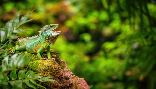 Chinese Water Dragon Sitting On A Mossy Rock In Tropical Jungle