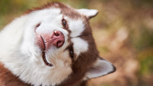 Dog Siberian husky potrait wallpaper background