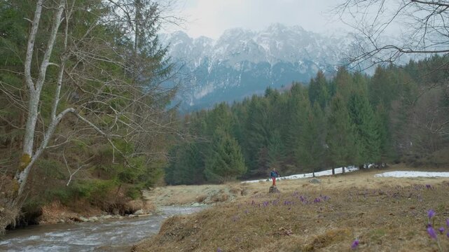 Inspiring digital nomad hiking towards the camera through a beautiful spring meadow among crocus flowers, scenic low angle approach shot