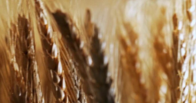 Slow Motion Macro Of Hand Gently Toches Wheat Grains With Light Reflections And Warm Natural Tones. Concept Of Harvest And Food Production
