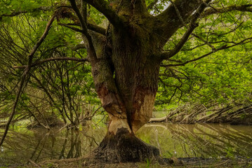 Fototapeta premium Beaver-gnawed oak tree in wetland habitat, Knepp Estate, England