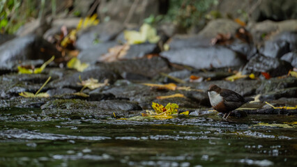 Fototapeta premium White-throated dipper standing on river rock with autumn leaves, Edinburgh Scotland