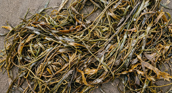 Tangled tropical seaweed texture on a beach surface with wet organic strands and earthy coastal tones, Indonesian close up.generative AI