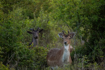 Obraz premium Fallow deer with velvet antlers in woodland, Knepp Estate rewilding project, England